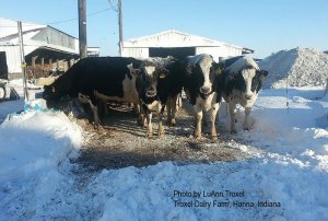 The cows were "good sports" but after three days, the extreme cold wore think on man and beast.