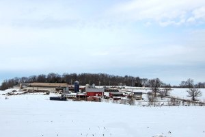 One week after the roof collapsed, rebuilding is underway at Ar-Joy Farms Thursday, Feb. 20. Farmer Boy Ag carpenters put up wood bracing after 69 trusses were set for the steel roof construction.