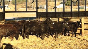 Photo caption:   40 bred heifers were donated, commingled, preg-checked, and readied for travel by the Rockingham Feeder Cattle Association. They left Virginia last Thursday, Feb. 6 from Rockingham Livestock for the first leg of their journey. With the freezing temperatures and sub-zero windchills in the East this winter, they’ll be ready for western living. The Heifers for South Dakota Project strives to make a difference delivering “Hope with the hide on” and operating by the tenets of Galations 6:10. Photo by Jessica Koontz 