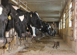 TIE-STALL-FILE-PHOTO