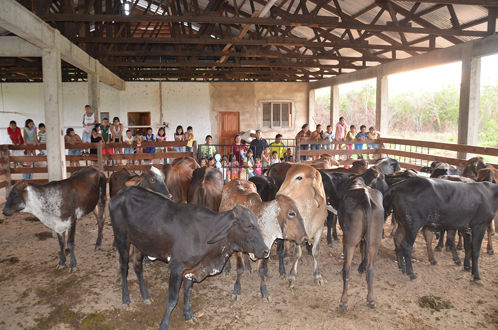 boliviaour cows in the barnweb
