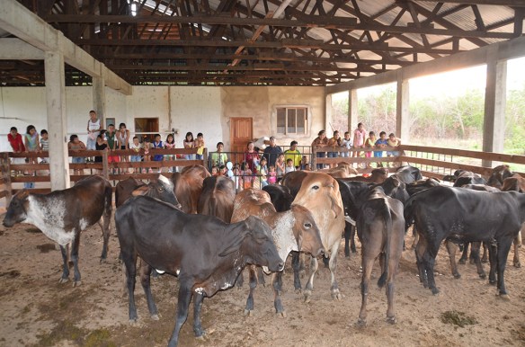 boliviaour cows in the barnweb