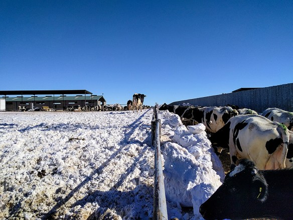 NewMexico-Goliath02 (1)