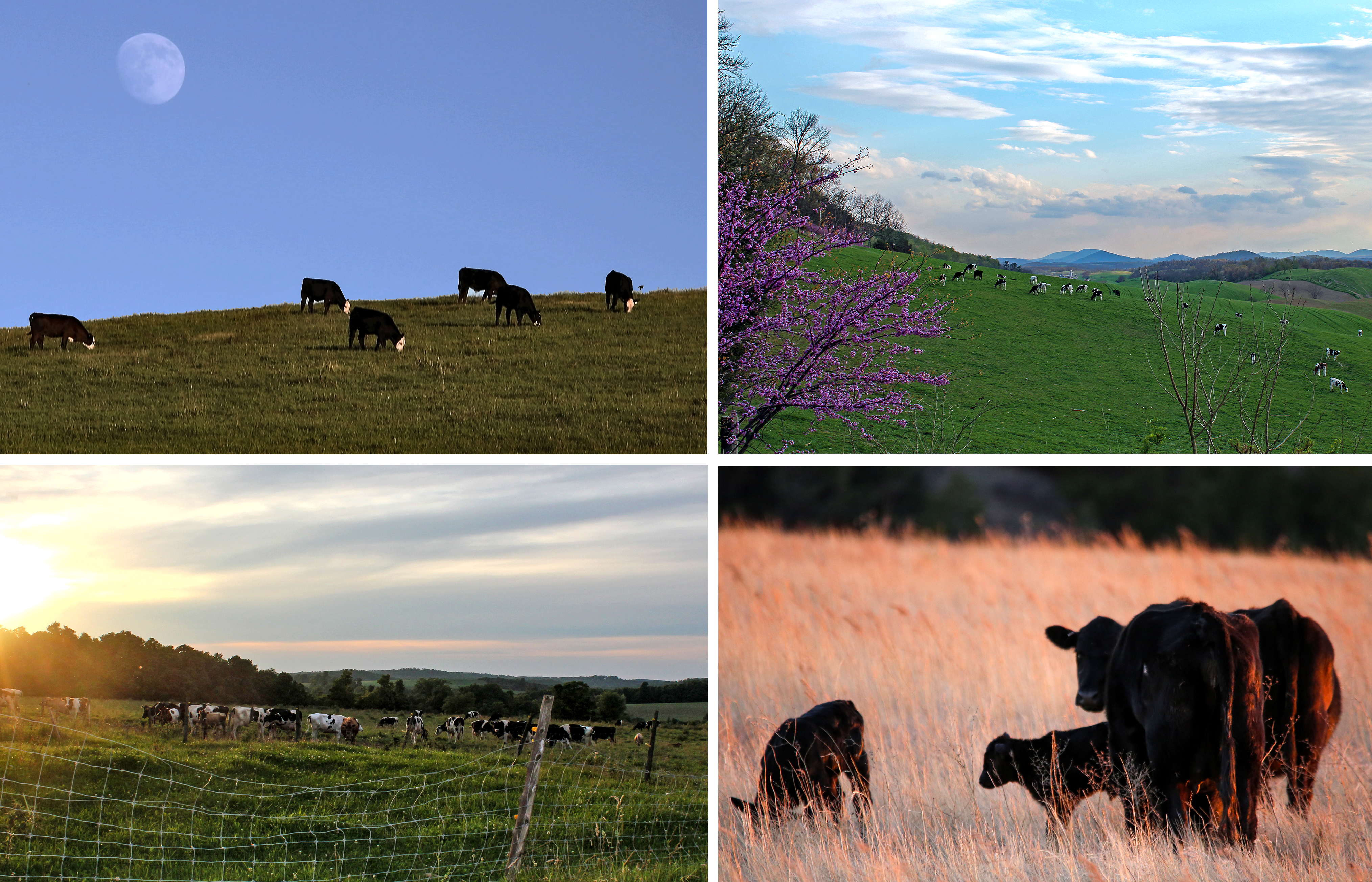 GL45-Earth Day(Bunting).jpg