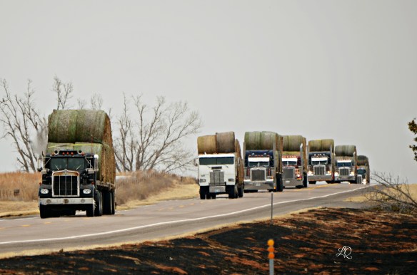 OklaHayConvoy6593(Massee)