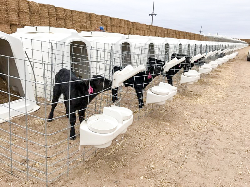 OrphanCalves02(Barnhardt)