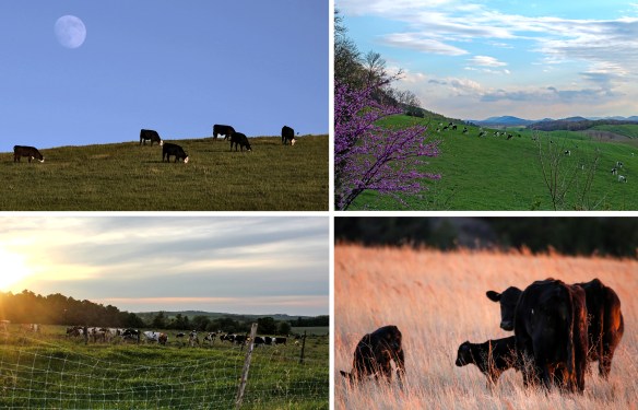 GL45-Earth Day(Bunting).jpg