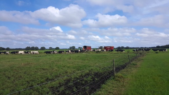 Florida5602(Dakin-MovingToPastureAheadOfStorm)