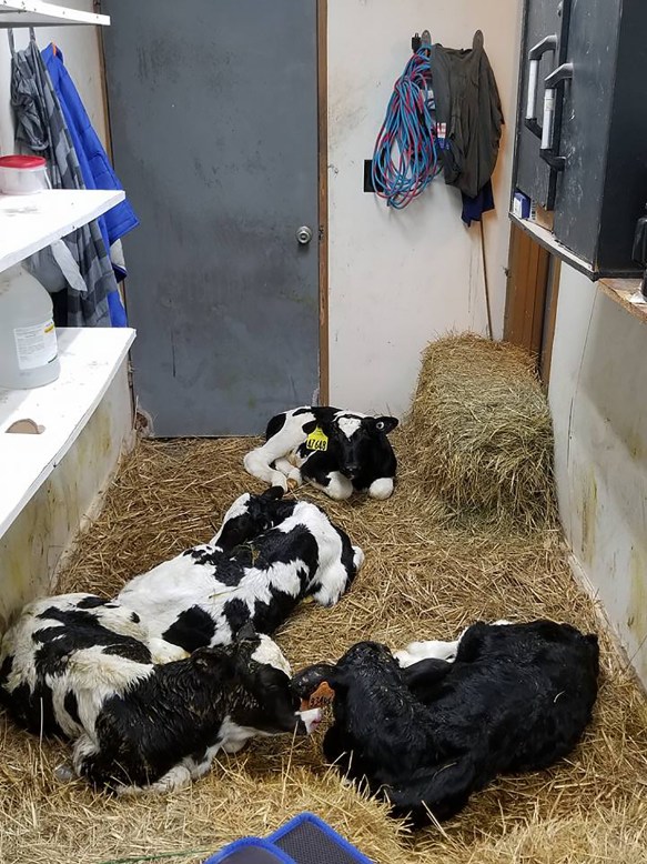 NorthFlaHolsteins-Calves