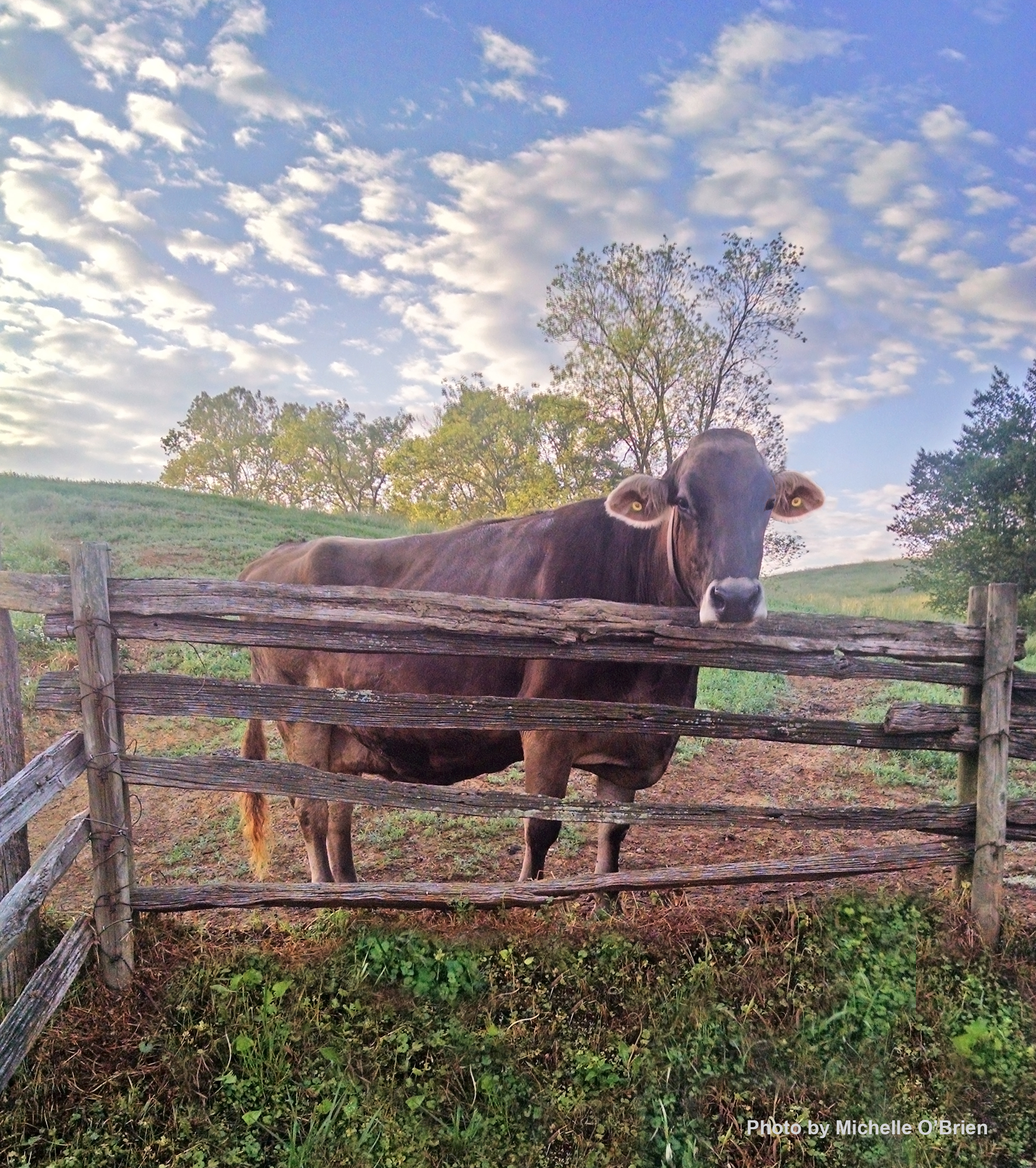 Snickerdoodle(2015)2