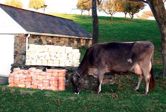 SNICKERDOODLE&CHEESE