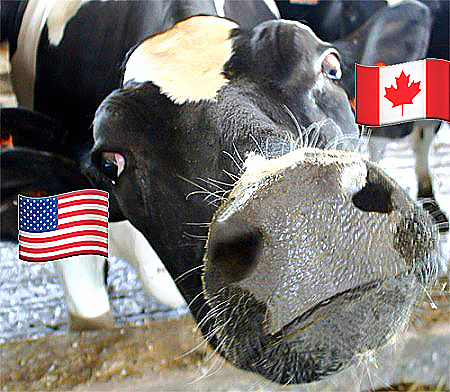 canada-us-cow