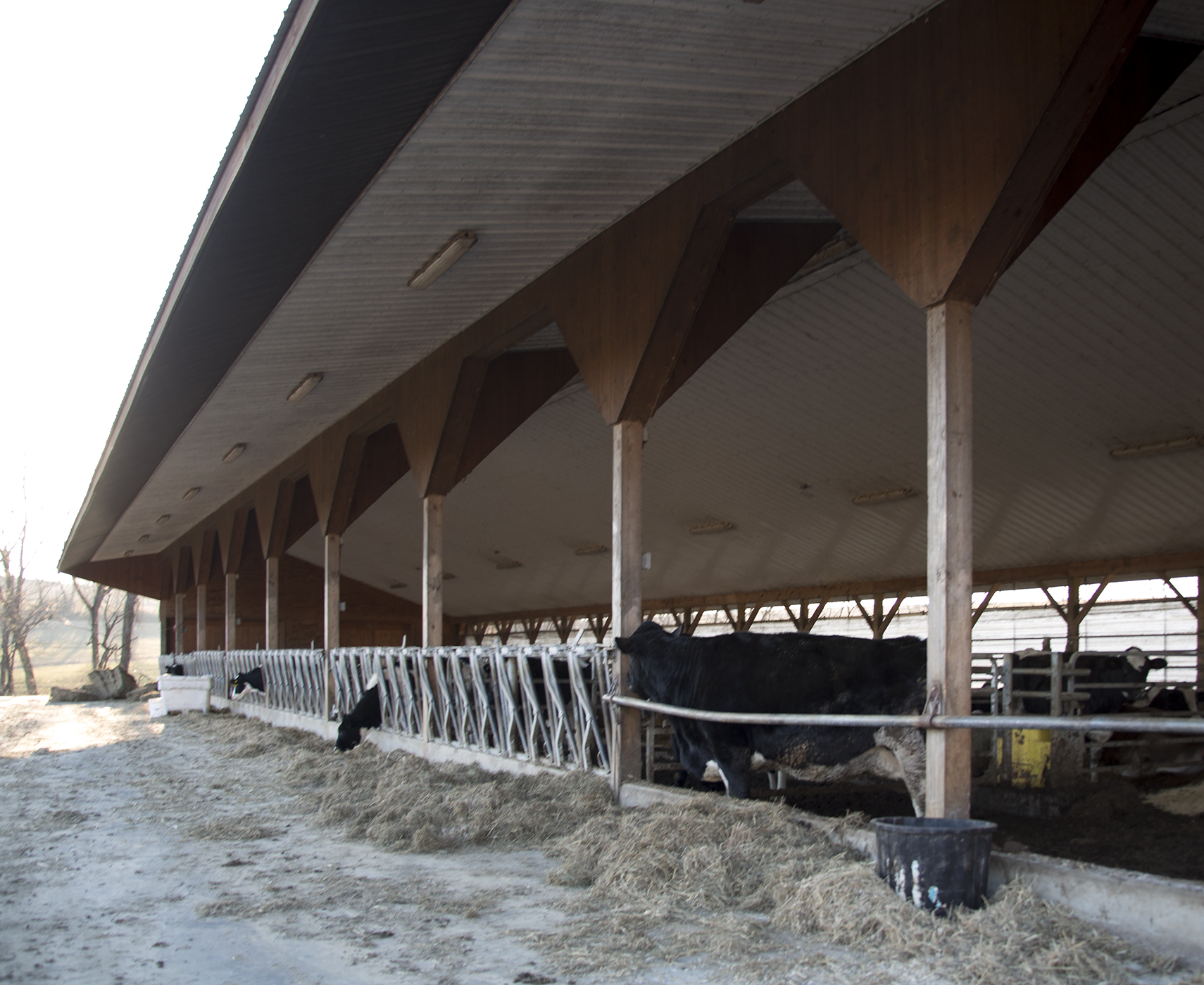 RustyHerr-HeiferBarn.jpg