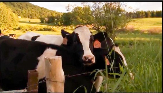 forgottenFarmsCapture