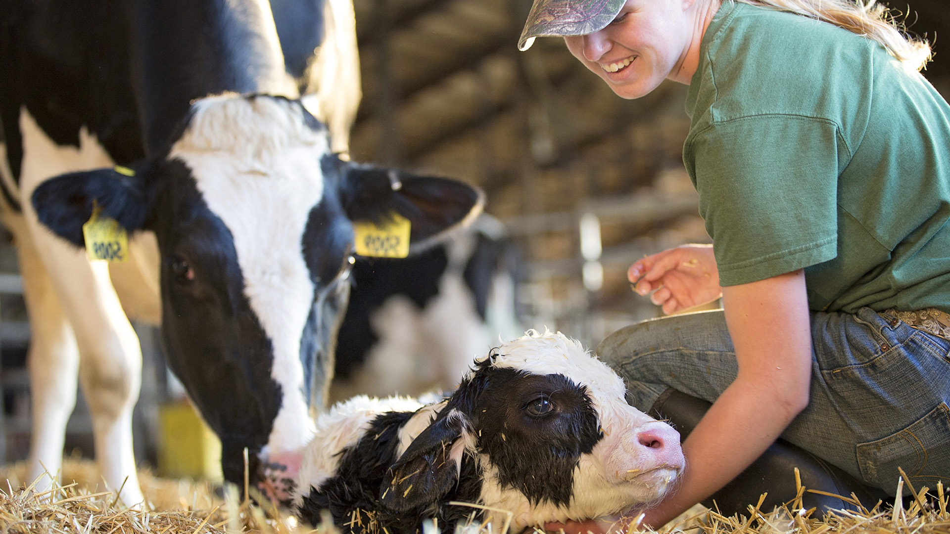 UdderComfort_FreshCowflip