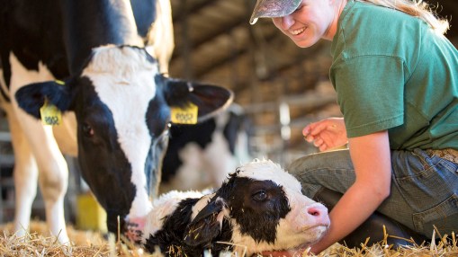 UdderComfort_FreshCowflip