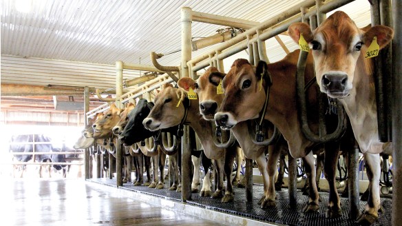 UdderComfort_MilkingParlor_1